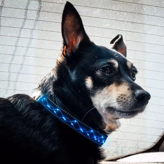 Colliers pour animaux de compagnie à LED brodés sur mesure Collier de chien à LED réglable